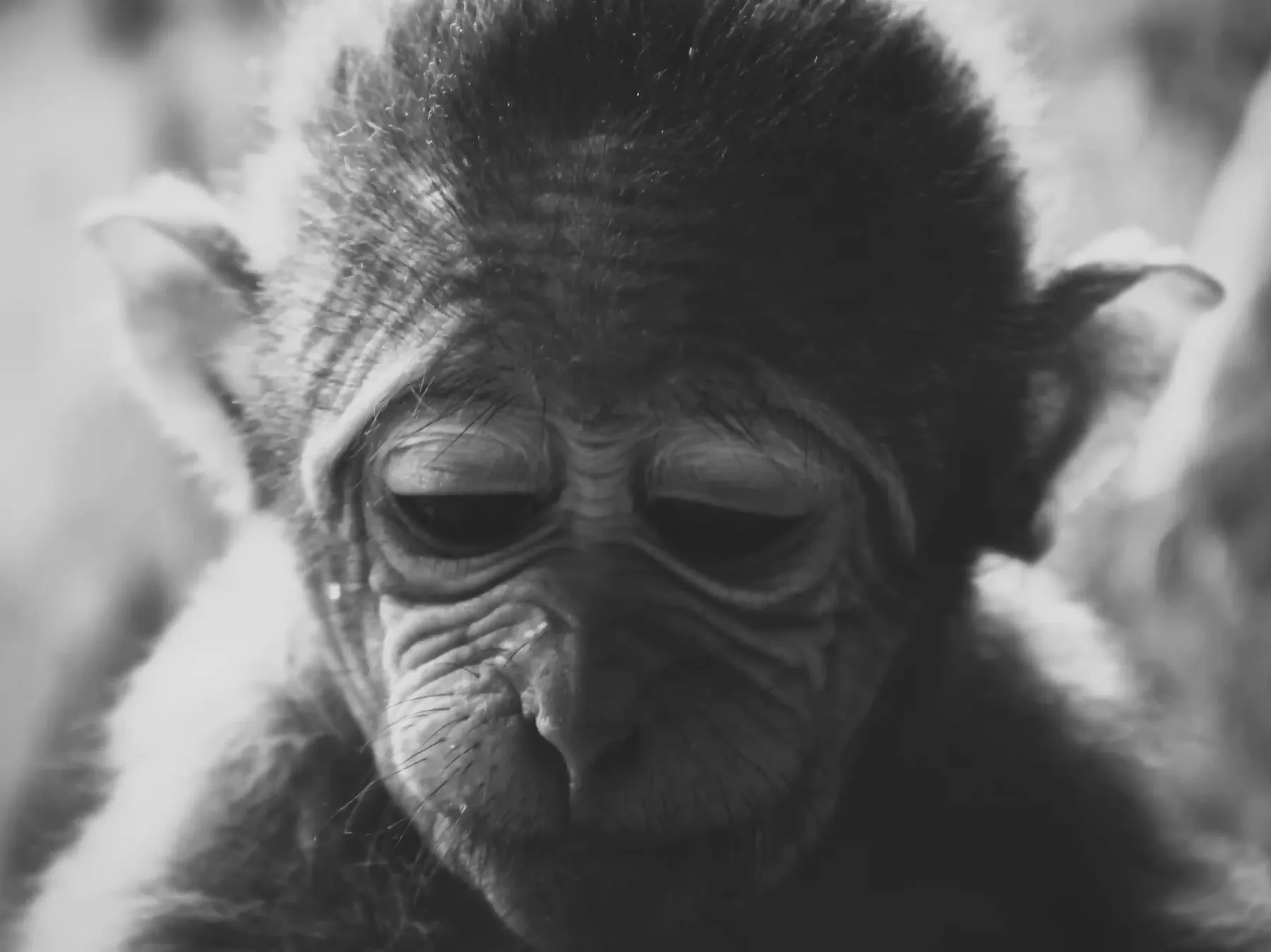 Black and white close portrait of an old macaque's face