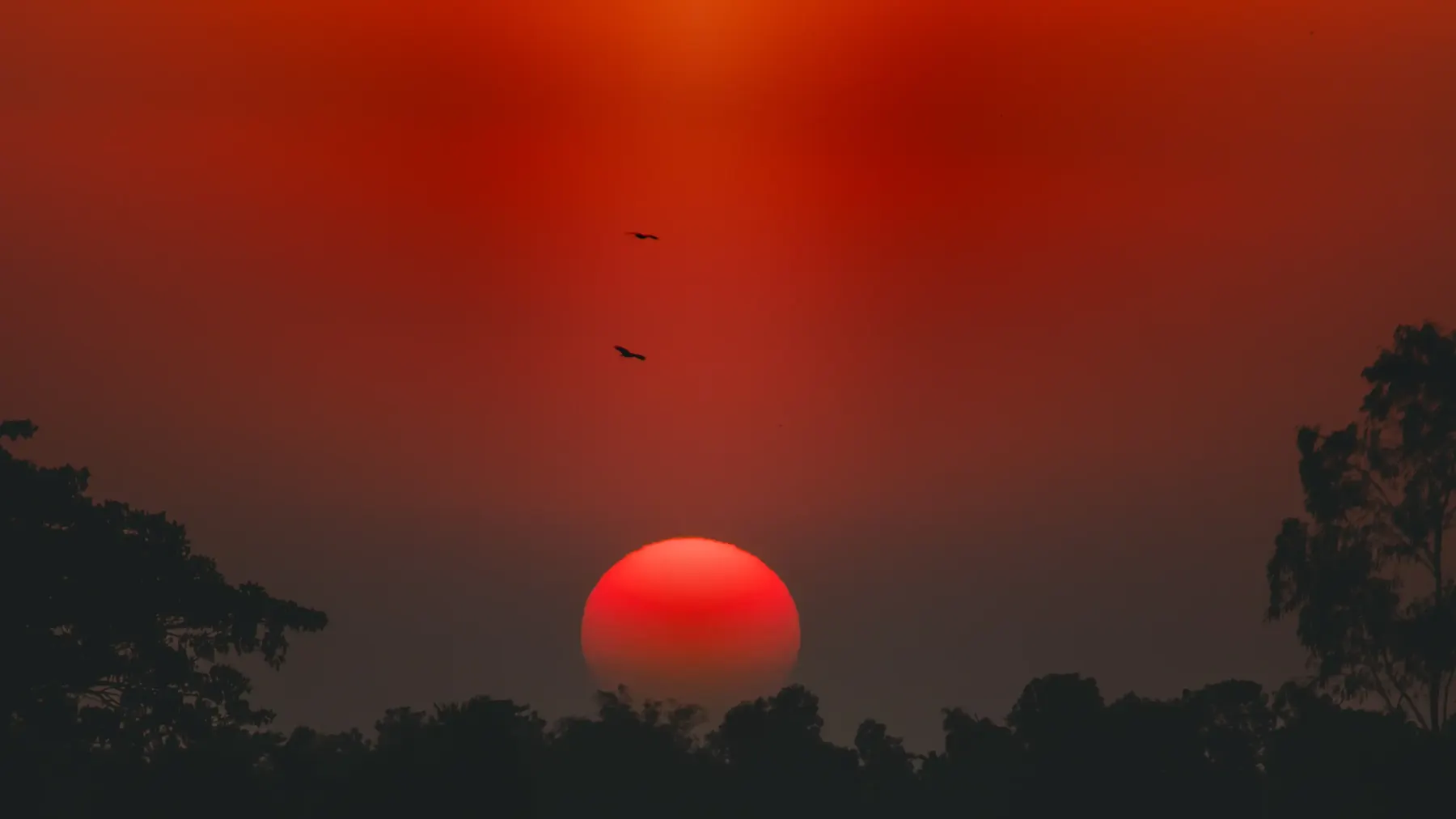 A deep red sun setting over a silhouetted treeline with birds in flight