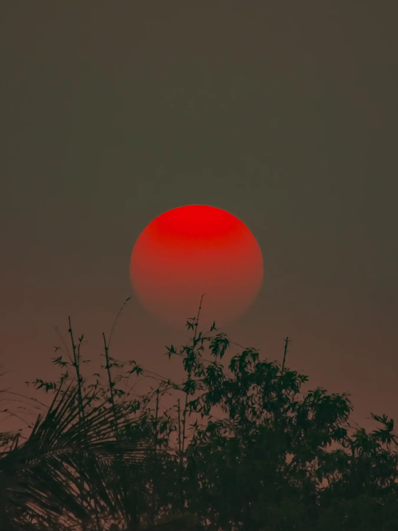 A hazy red sun behind bare silhouetted branches