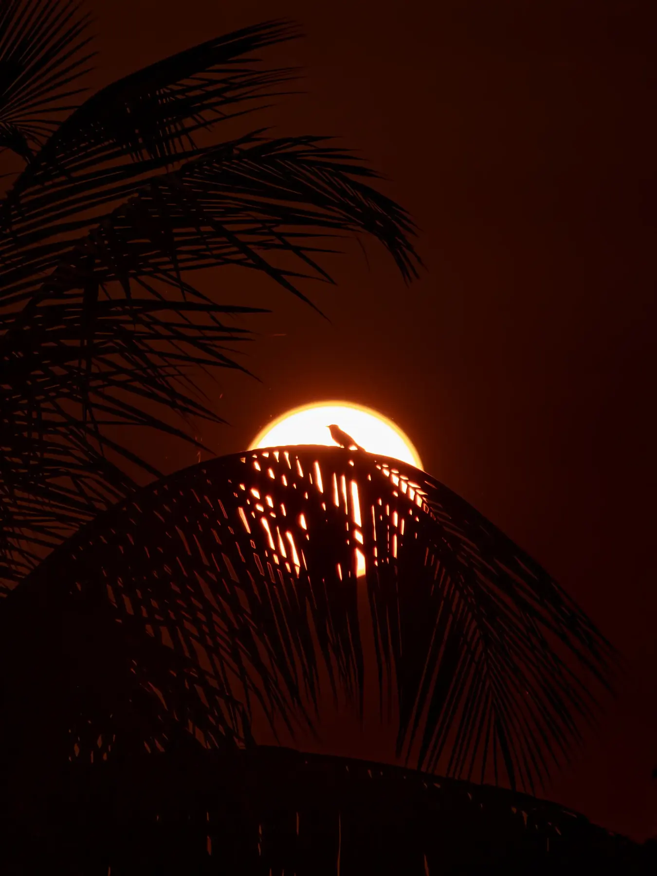 The sun setting behind a silhouetted palm frond