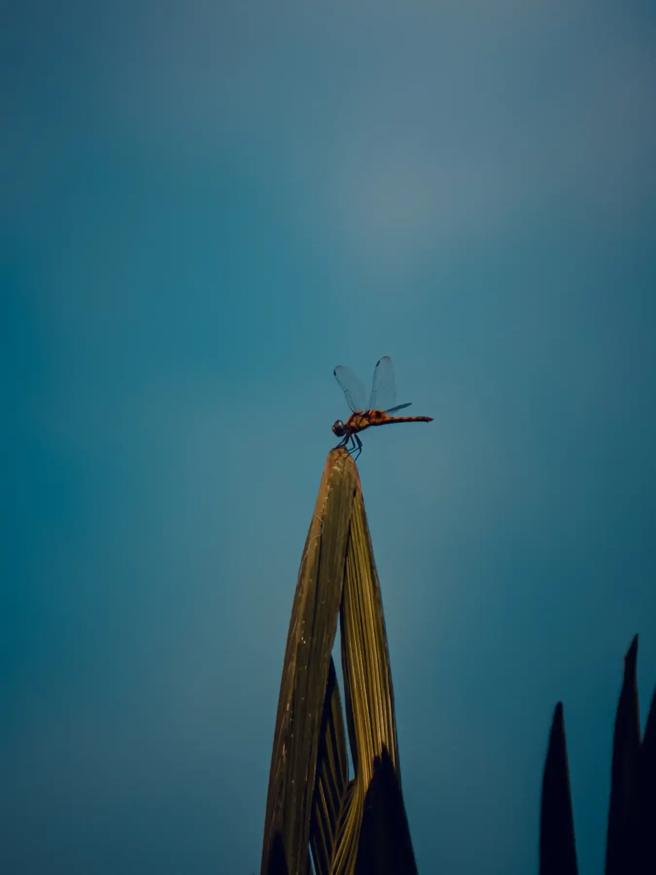A dragonfly perched on a twig against blue sky