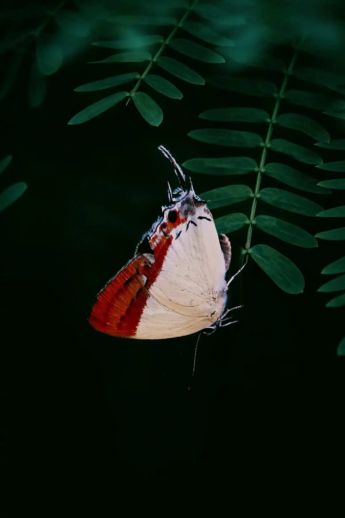 A red and white butterfly hanging from a leaf