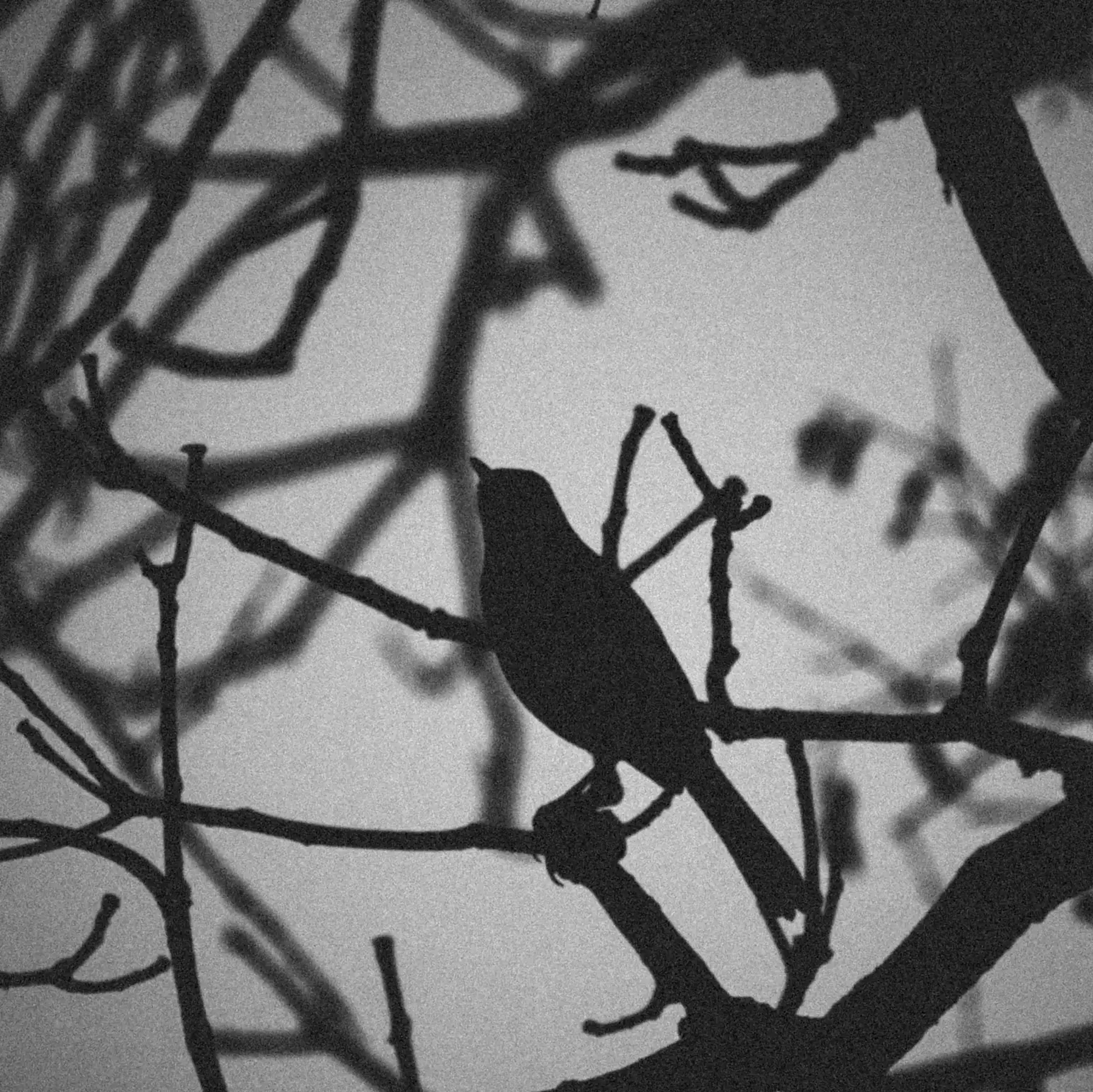 Black and white silhouette of a bird among bare branches