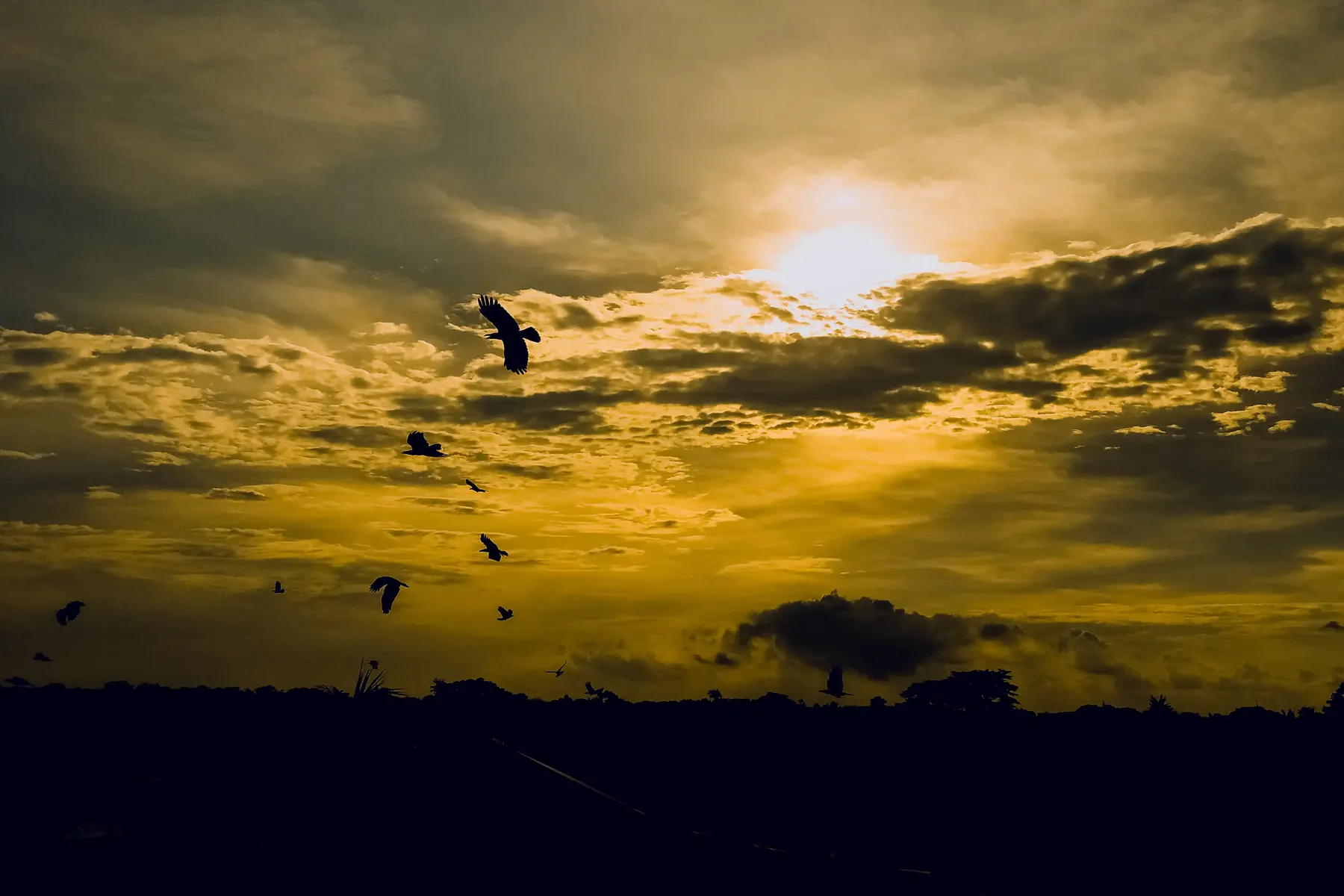 Birds flying home at sunset, golden silhouettes