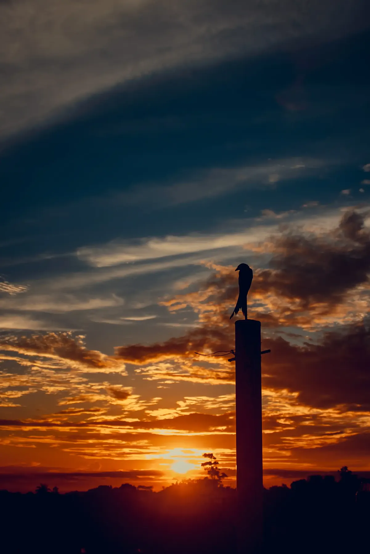 A bird silhouetted on a pillar at sunset