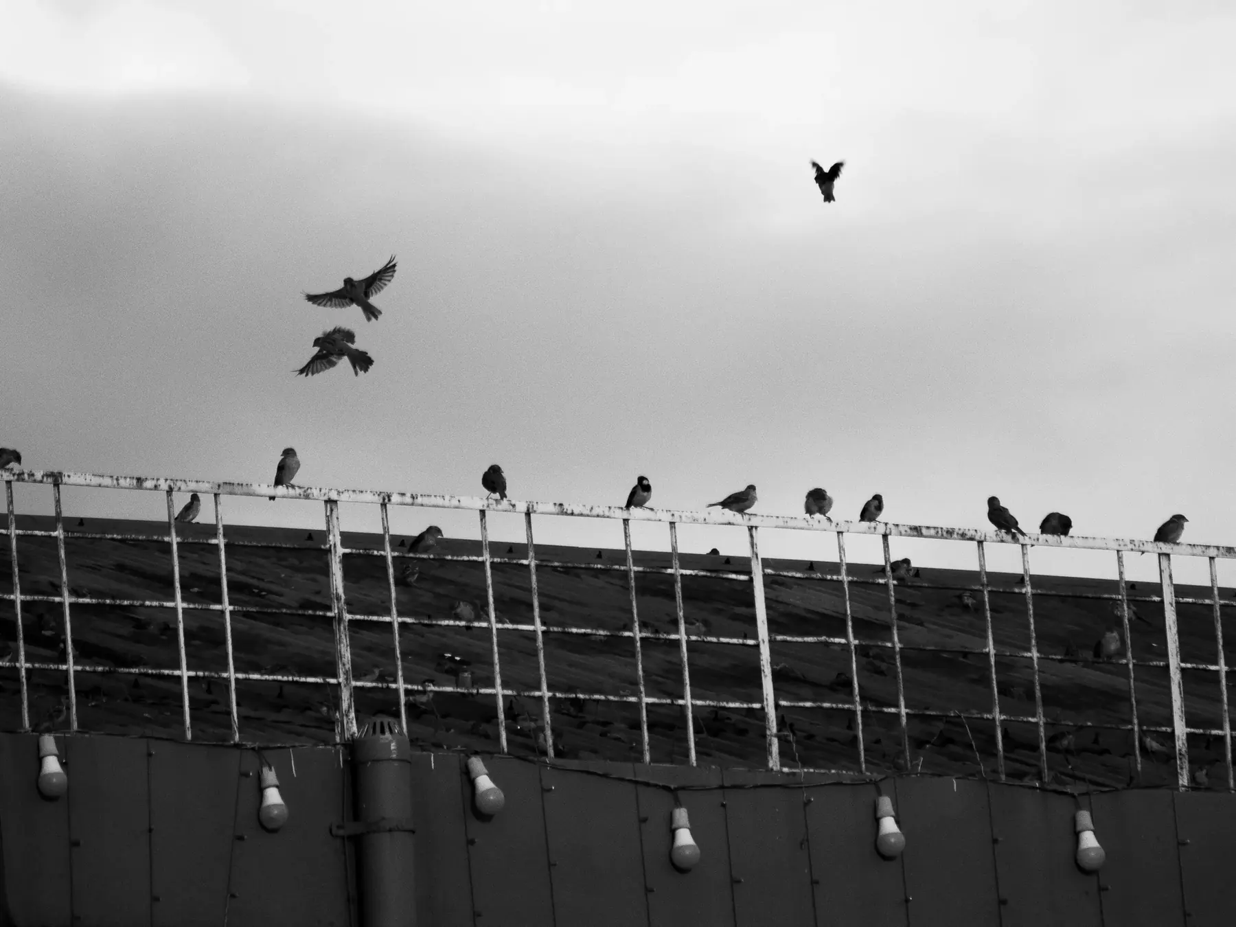 A flock of birds gathered on a wall, black and white