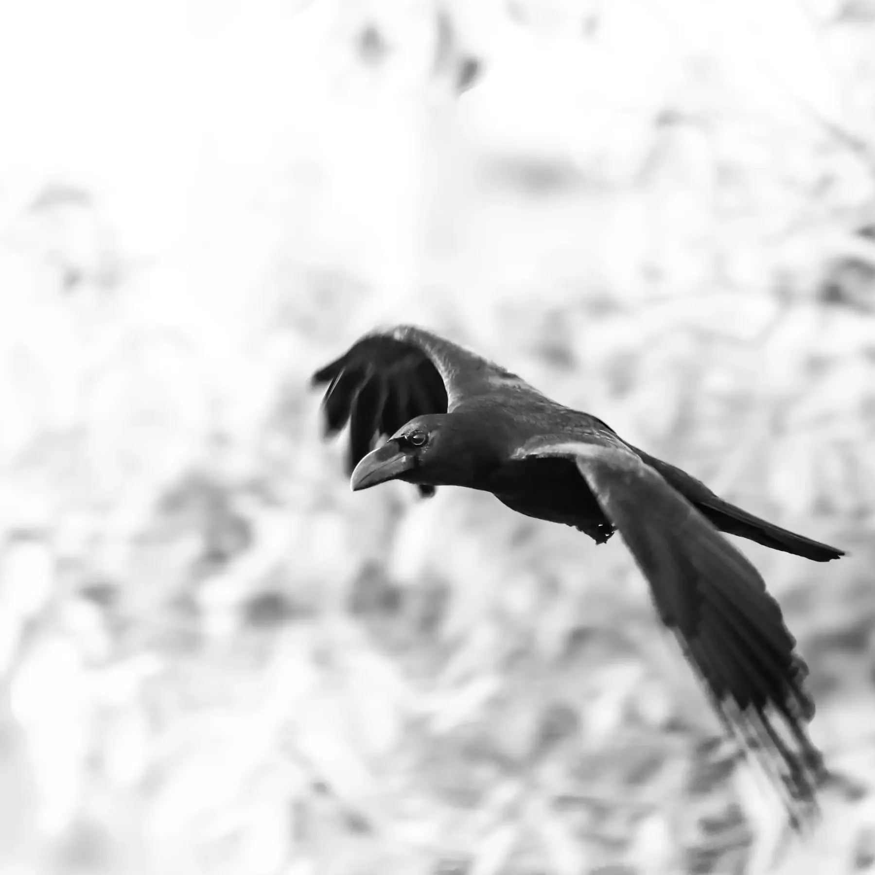 A crow captured mid-flight, black and white