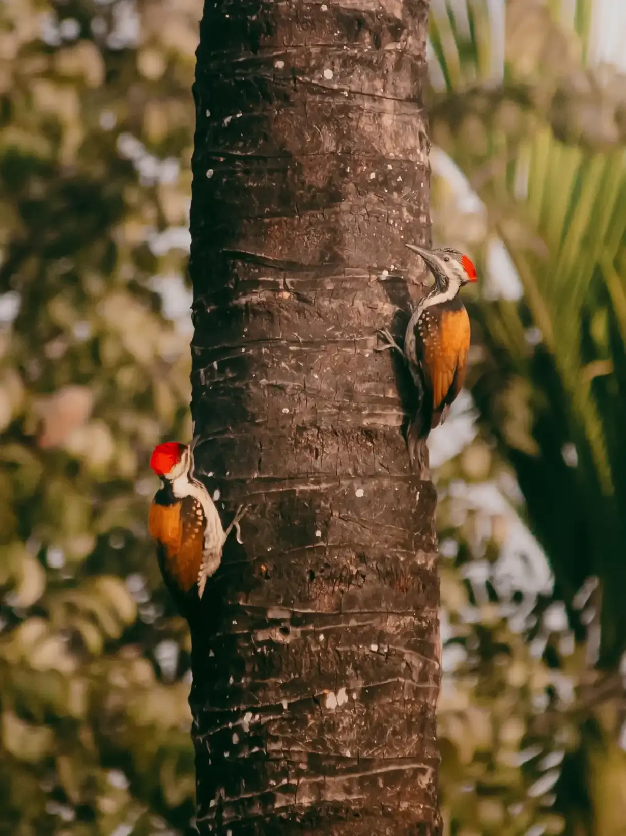 Two woodpeckers on a tree trunk