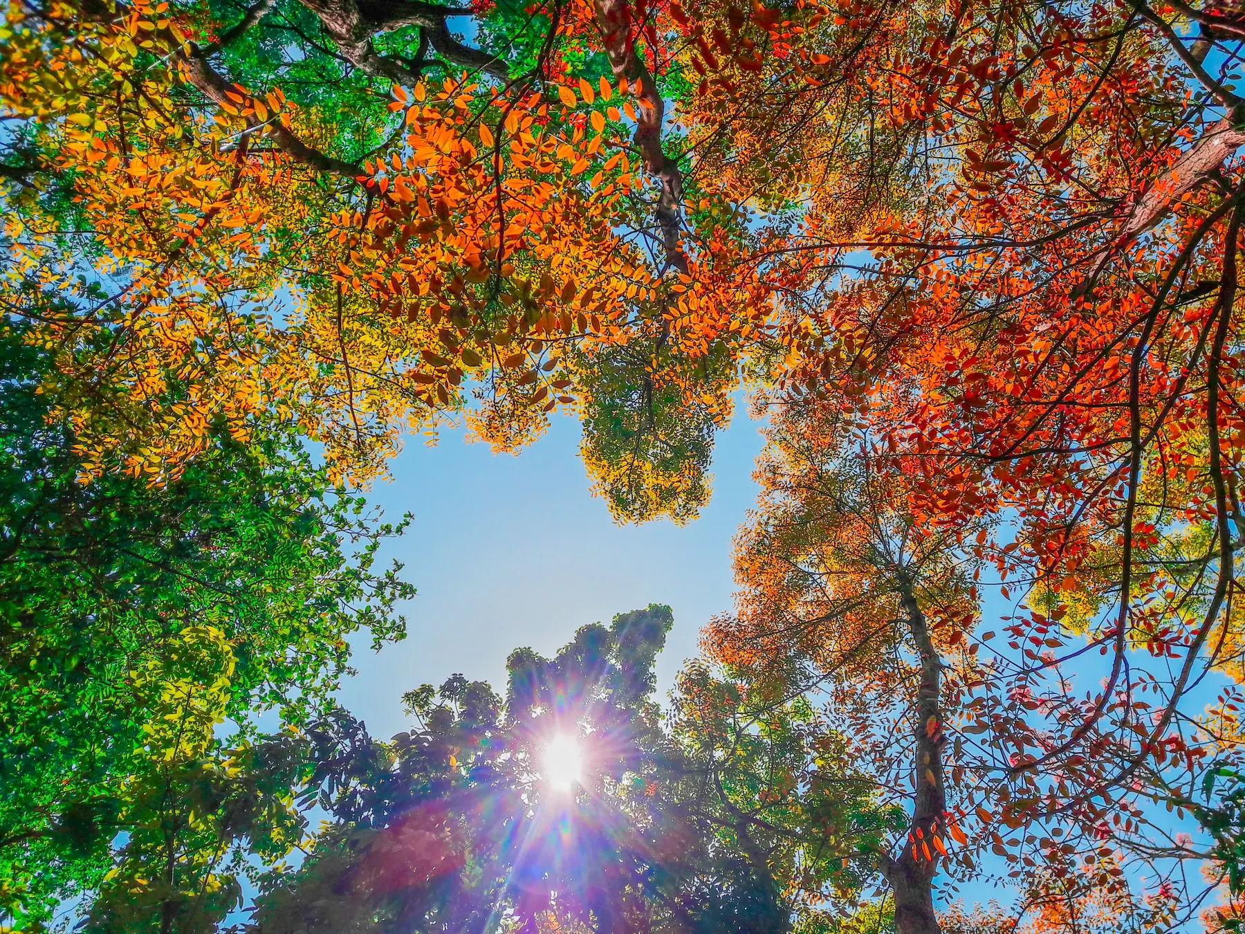 Looking up through an autumn canopy toward the sun