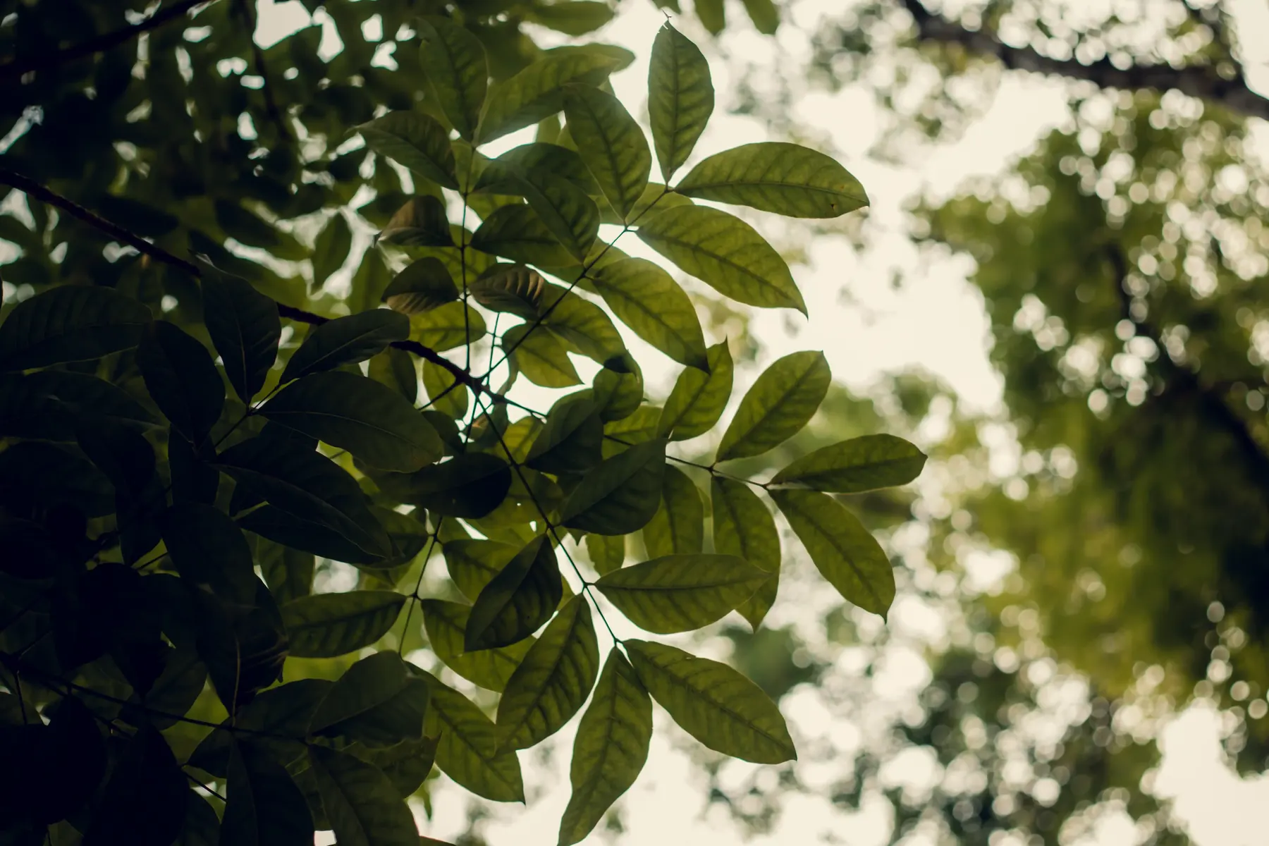 Leaves backlit against a bright sky
