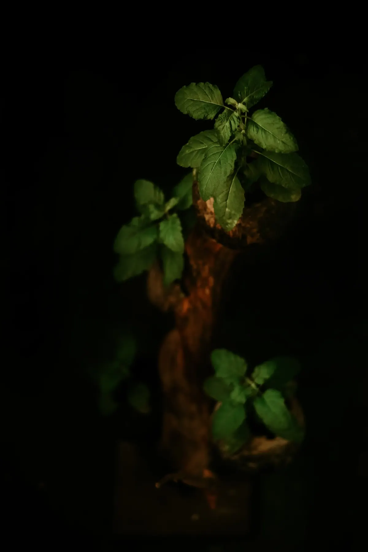 A small plant stem lit softly against a dark background