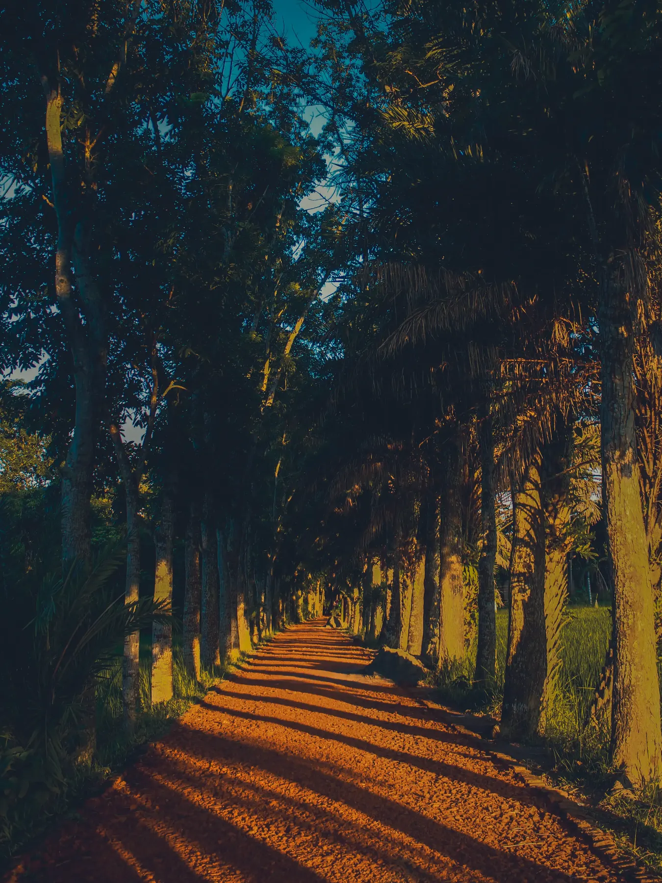 A tree-lined avenue path in golden light