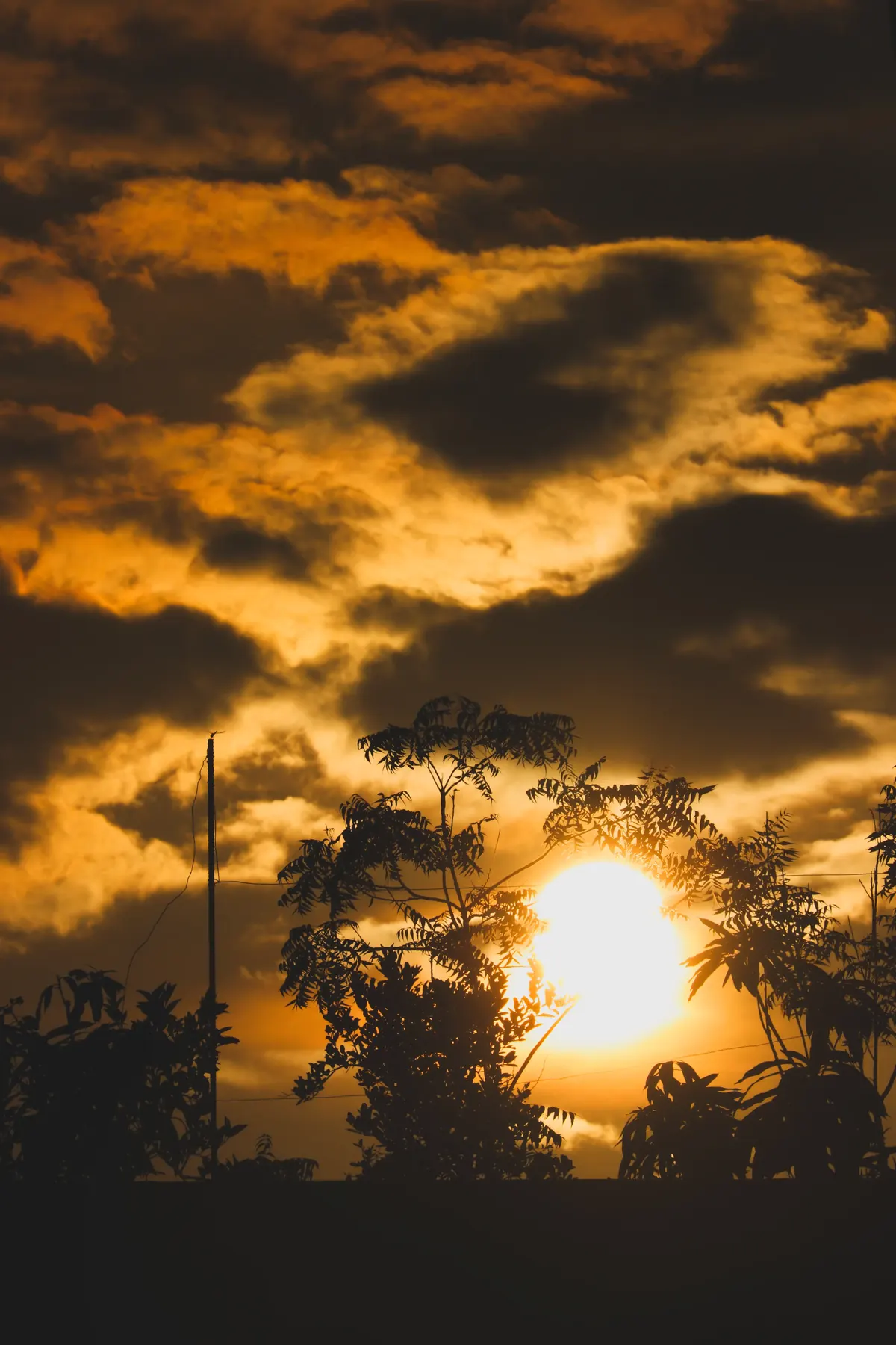 Golden sunlight breaking through trees